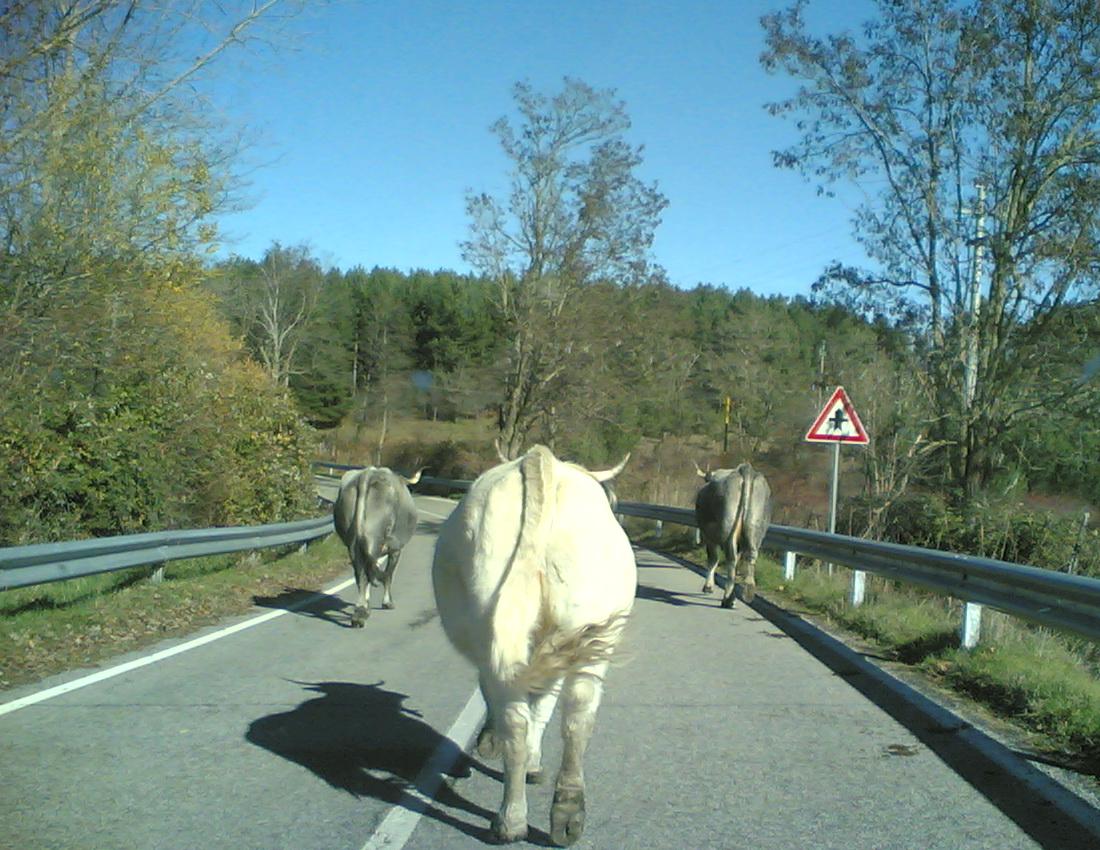 Clicca per ingrandire l'immagine